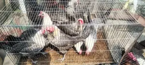 Fayoumi Chickens for Sale