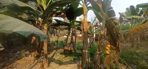 তিন শতাংশ জমি বিক্রয় হইবে পবহাটি মৌজা ঝিনাইদহ হদর