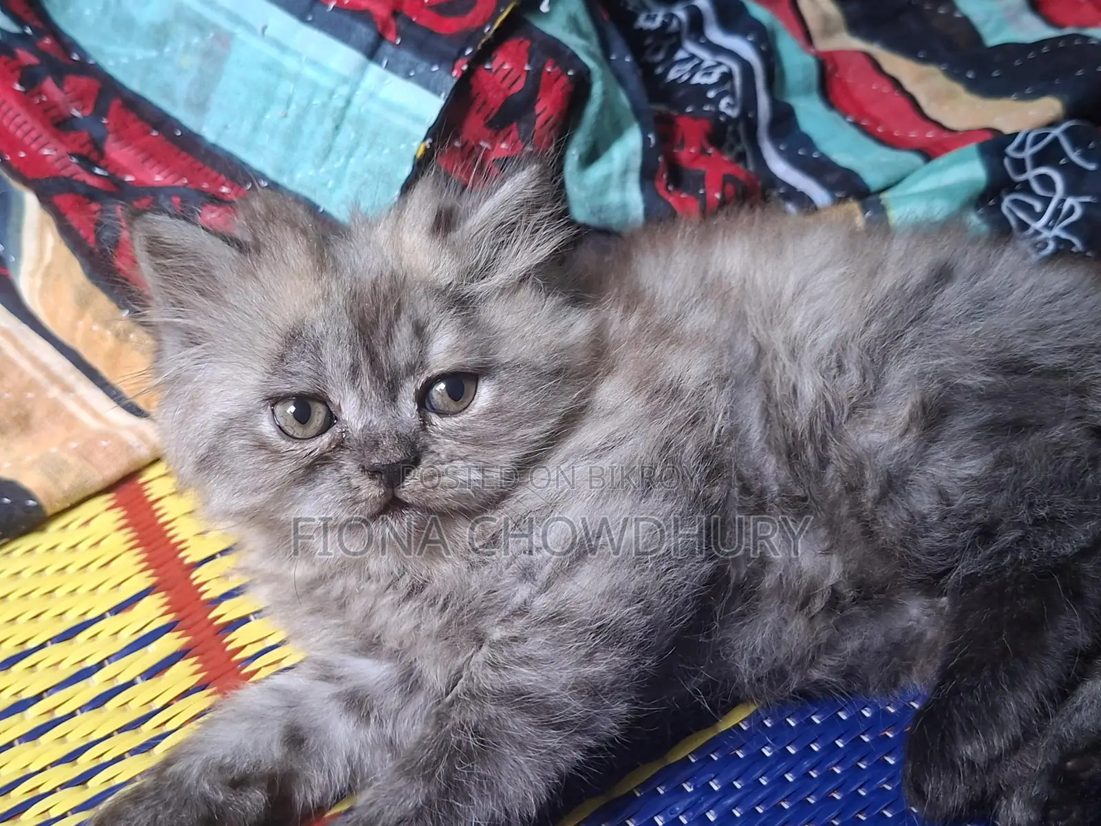 Get Pure Persian Kittens at a Great Price