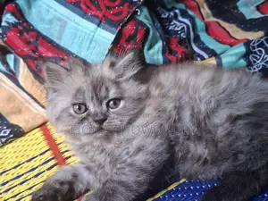 Get Pure Persian Kittens at a Great Price