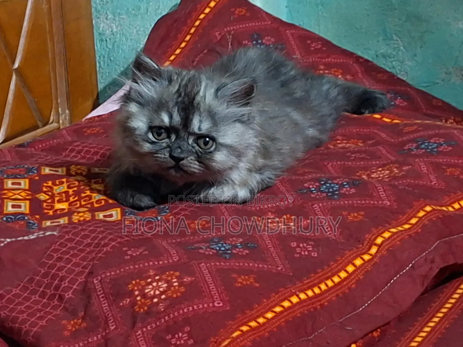 Get Pure Persian Kittens at a Great Price