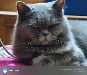Pregnant British Long Coated Persian Cat