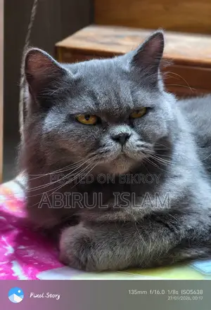 Pregnant British Long Coated Persian Cat
