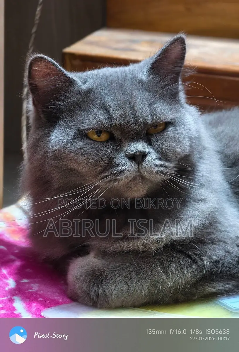 Pregnant British Long Coated Persian Cat