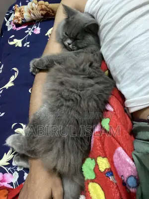 Pregnant British Long Coated Persian Cat