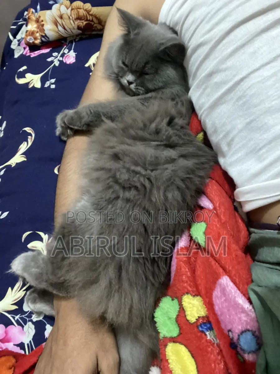 Pregnant British Long Coated Persian Cat
