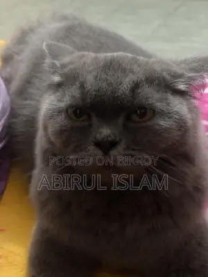 Pregnant British Long Coated Persian Cat