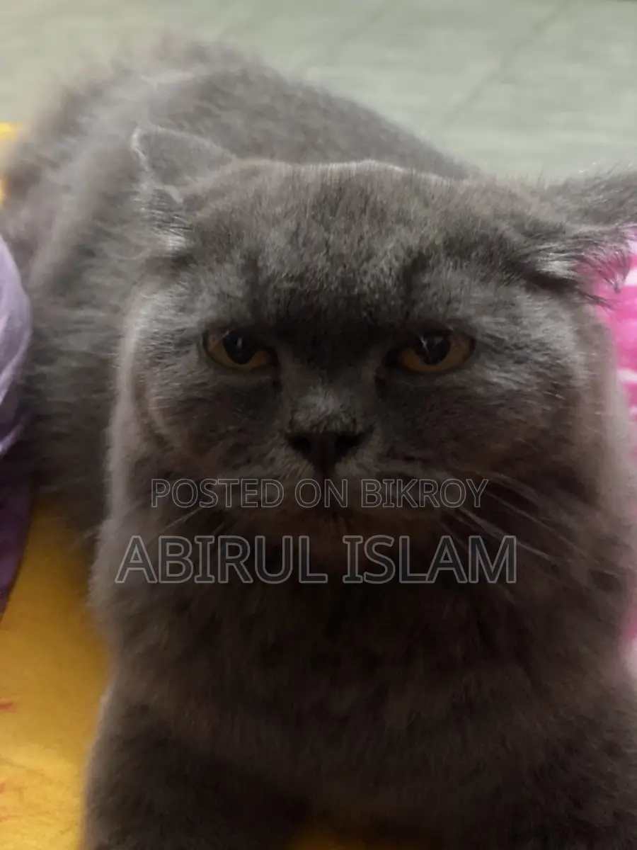 Pregnant British Long Coated Persian Cat