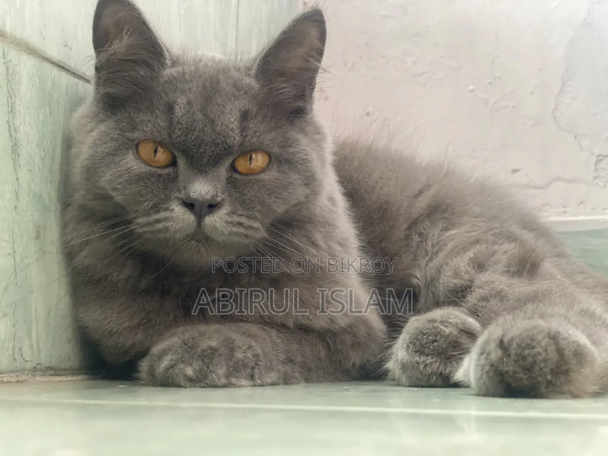 Pregnant British Long Coated Persian Cat