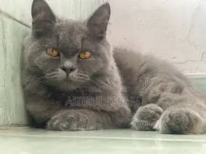 Pregnant British Long Coated Persian Cat
