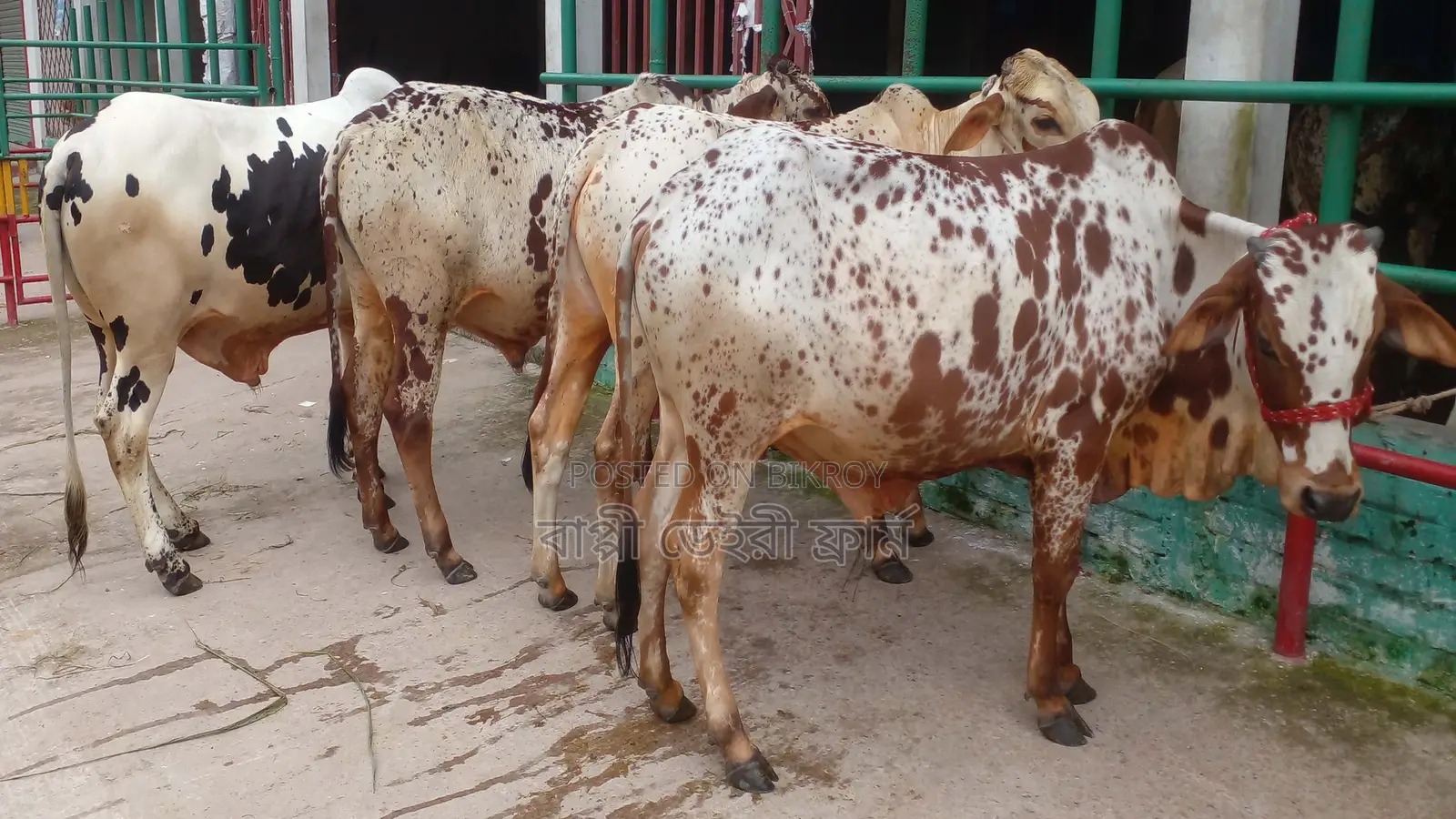 1028 High-Quality 4 Male Calves for Sale in One Lot.