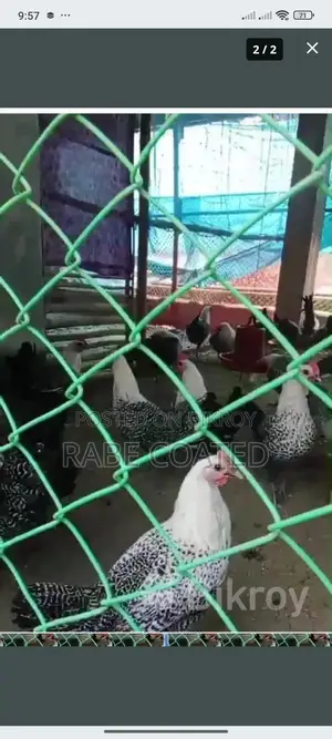 Fayoumi chicken, currently laying eggs.