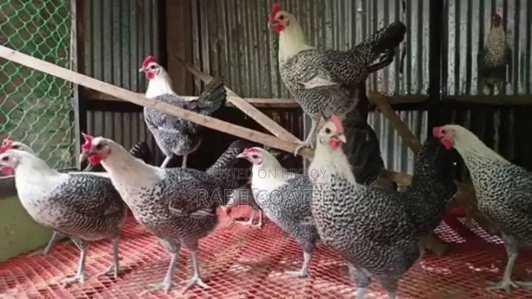 Fayoumi chicken, currently laying eggs.