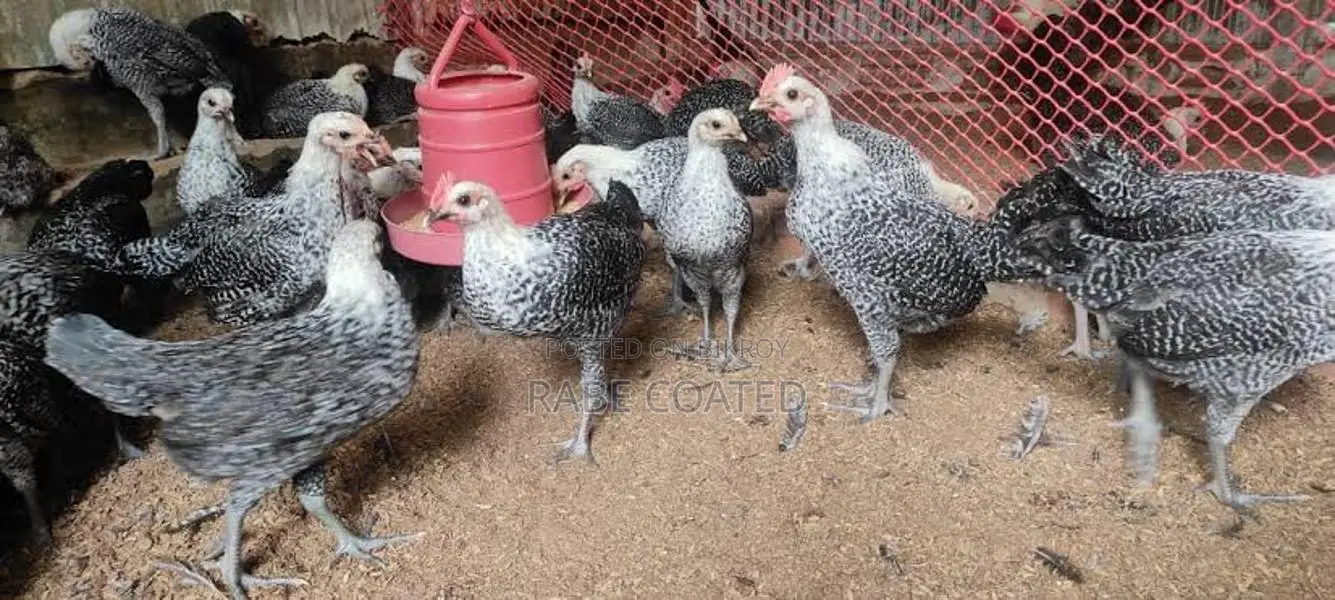 Fayoumi chicken, currently laying eggs.
