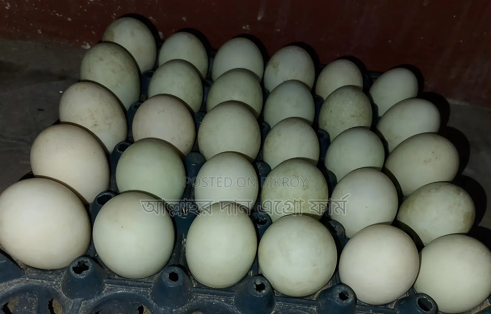 Native Duck Eggs for Sale