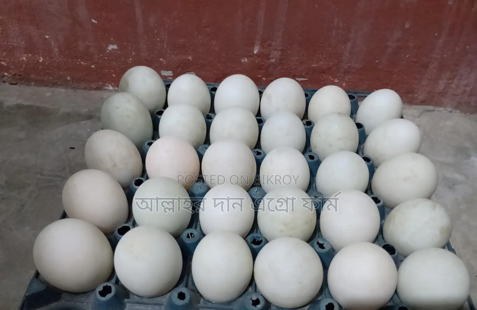 Native Duck Eggs for Sale