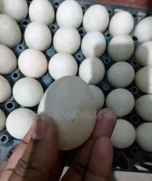 Native Duck Eggs for Sale