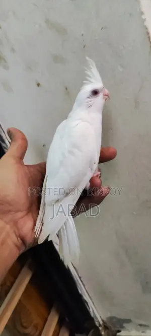 টেম সাইজ এলবিনো কোকাটেল