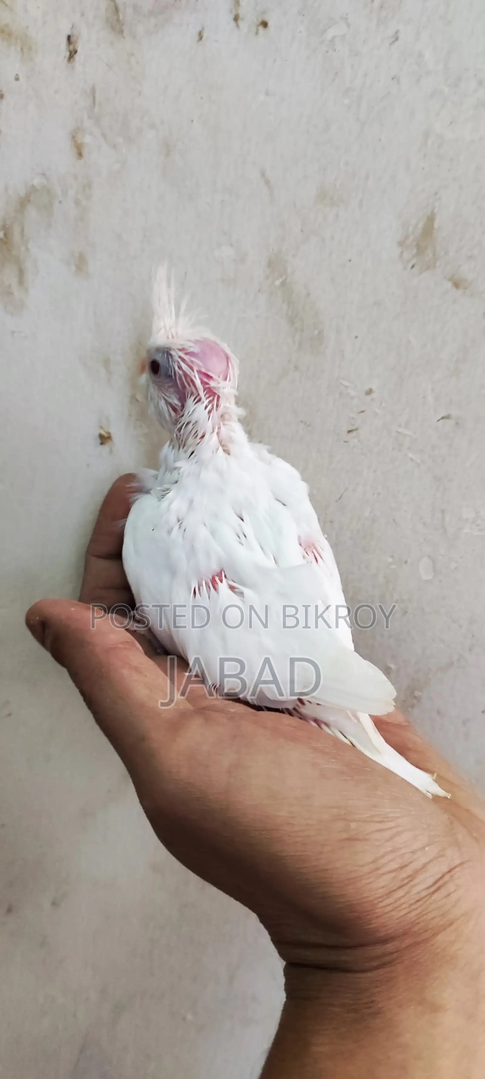 টেম সাইজ এলবিনো কোকাটেল
