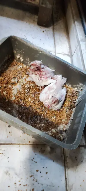 টেম সাইজ এলবিনো কোকাটেল
