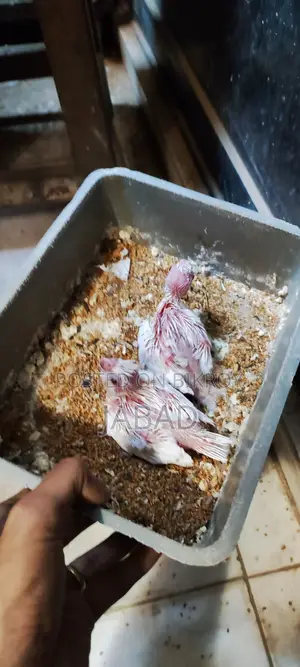 টেম সাইজ এলবিনো কোকাটেল