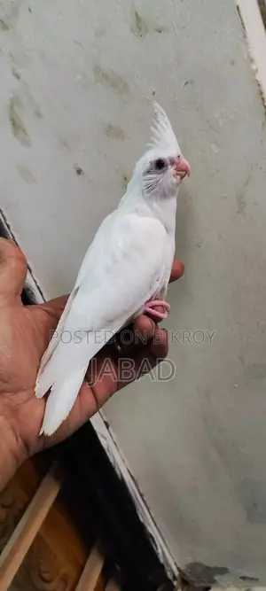 টেম সাইজ এলবিনো কোকাটেল