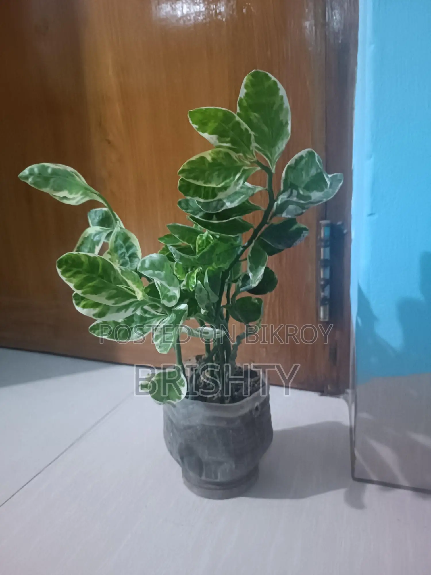 Indoor Plants