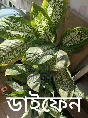 Indoor Plants