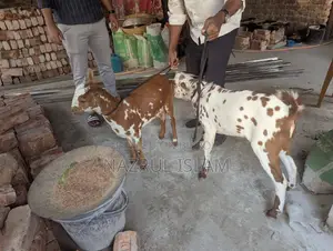 Two Original Barbari Goats for Sale