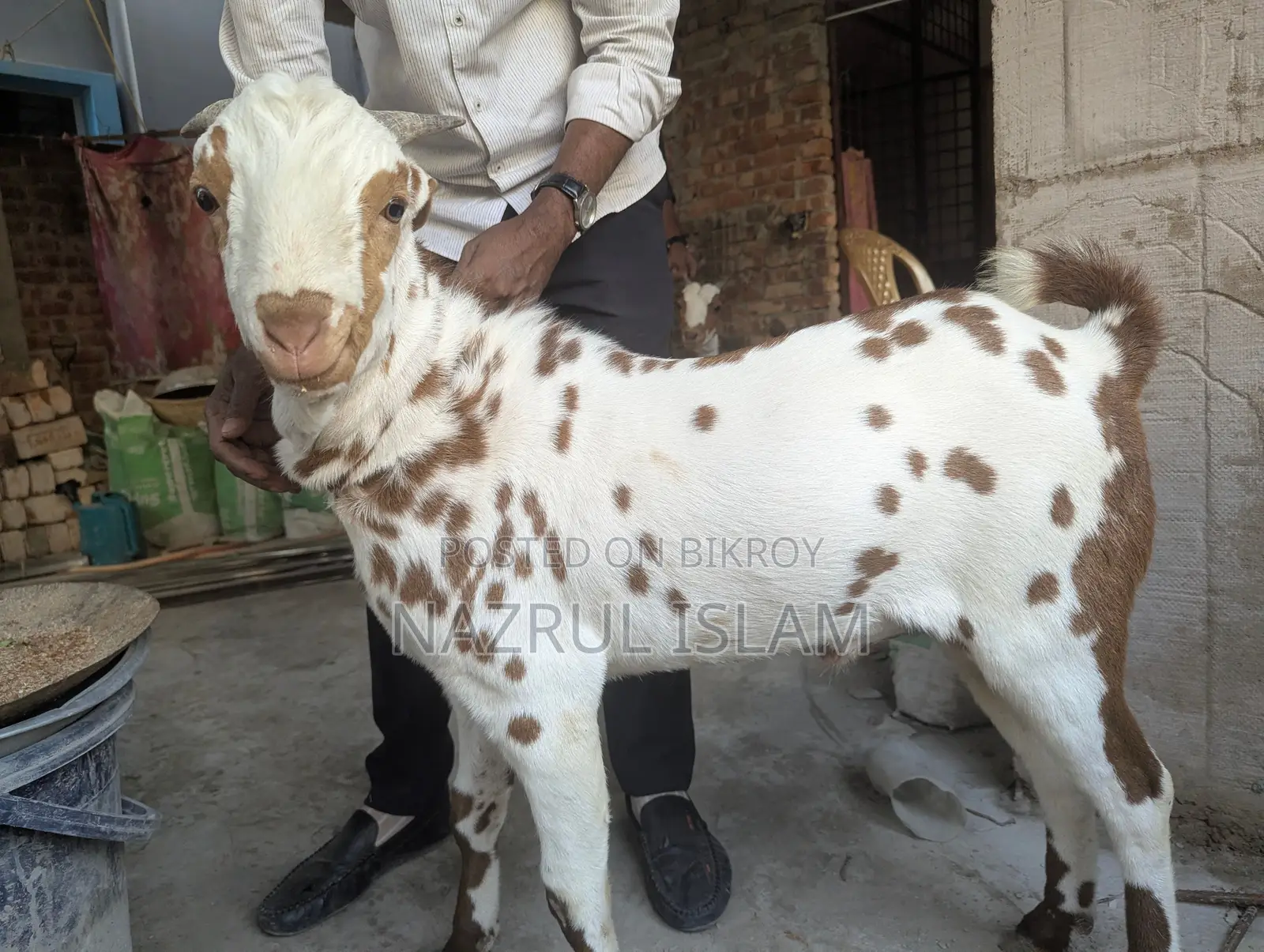 Two Original Barbari Goats for Sale