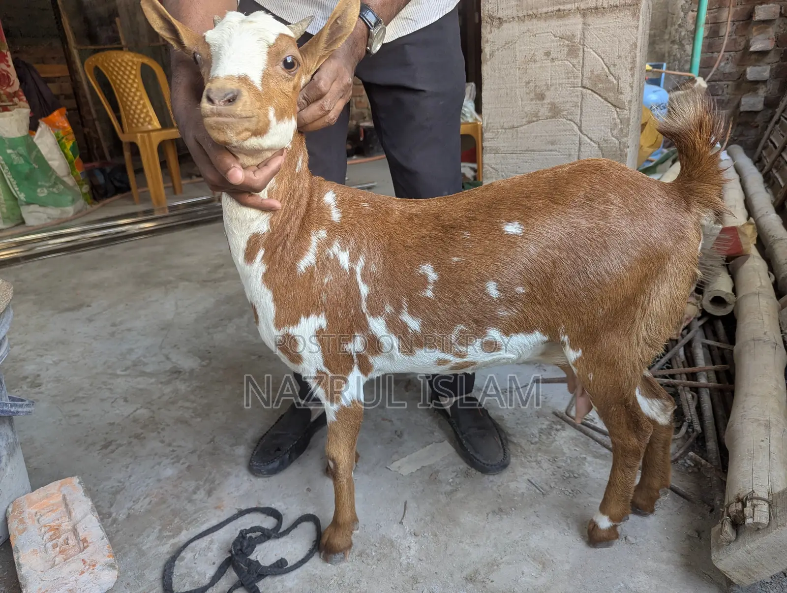 Two Original Barbari Goats for Sale
