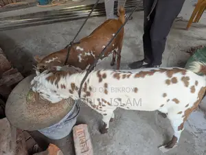Two Original Barbari Goats for Sale