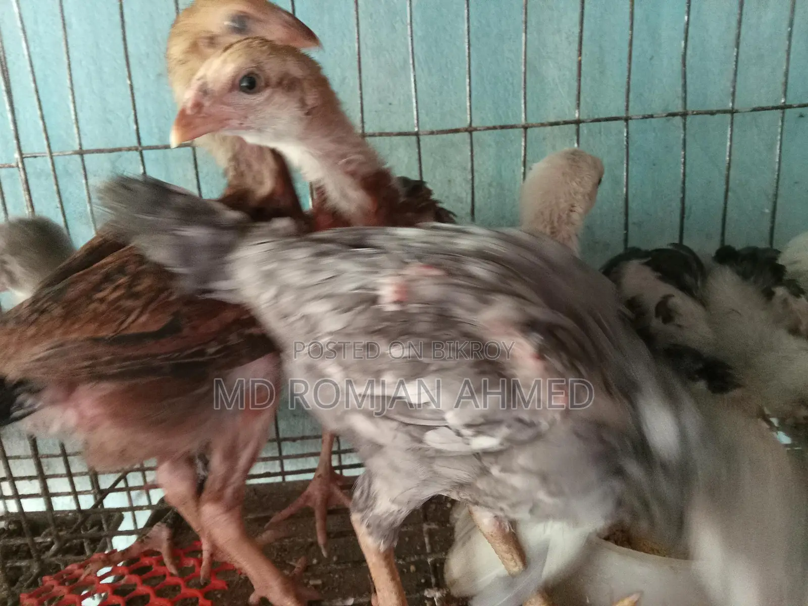টার্কি মুরগি