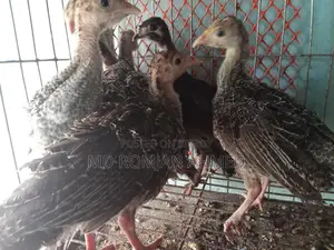 টার্কি মুরগি