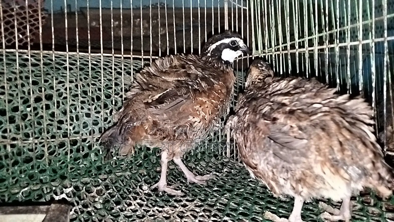 Northern Bobwhite Quail (Egg-laying)