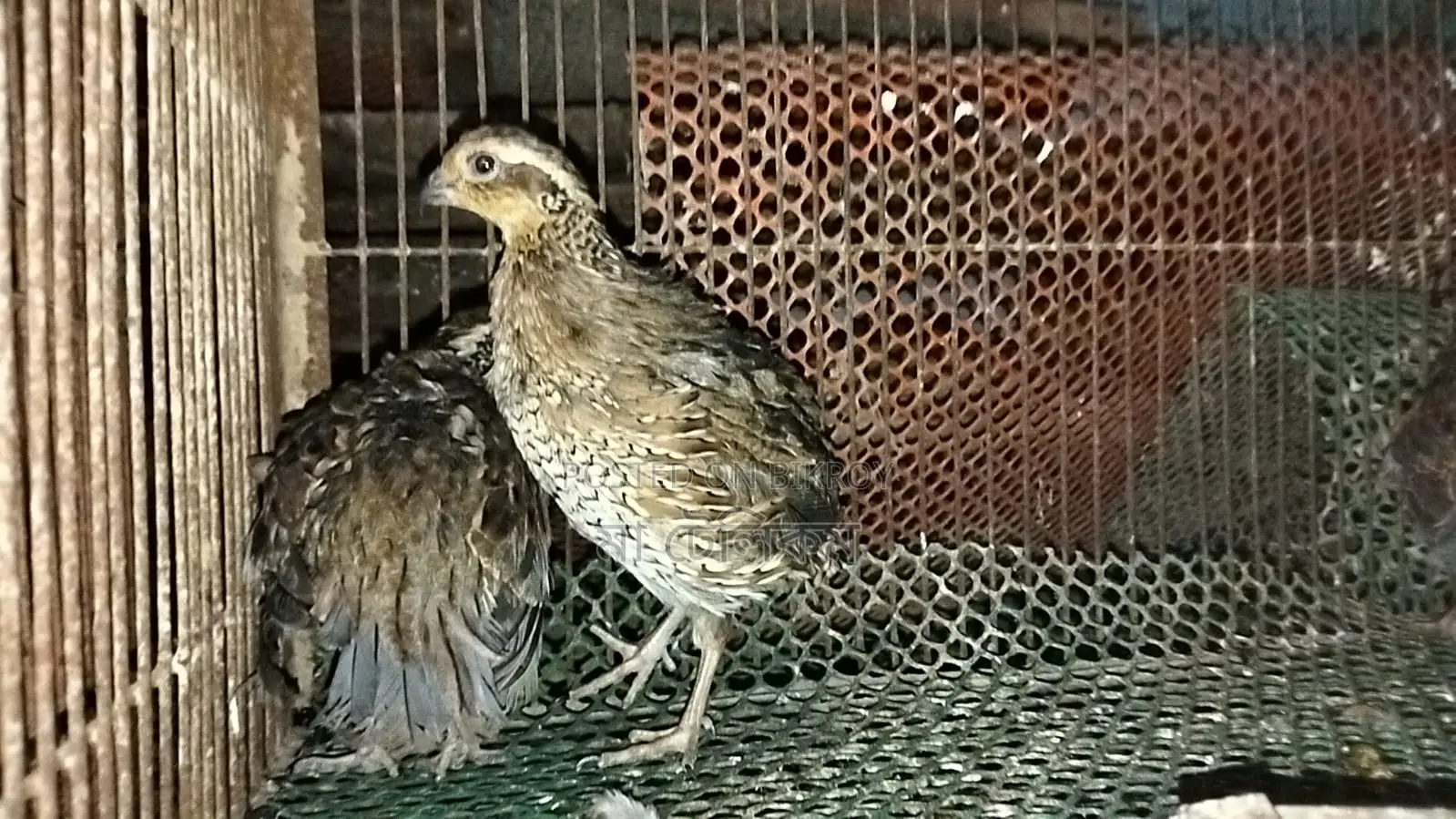 Northern Bobwhite Quail (Egg-laying)