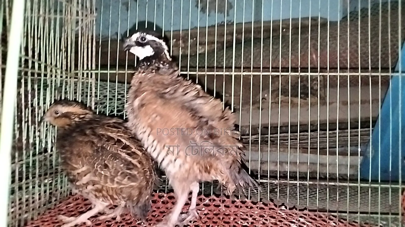 Northern Bobwhite Quail (Egg-laying)