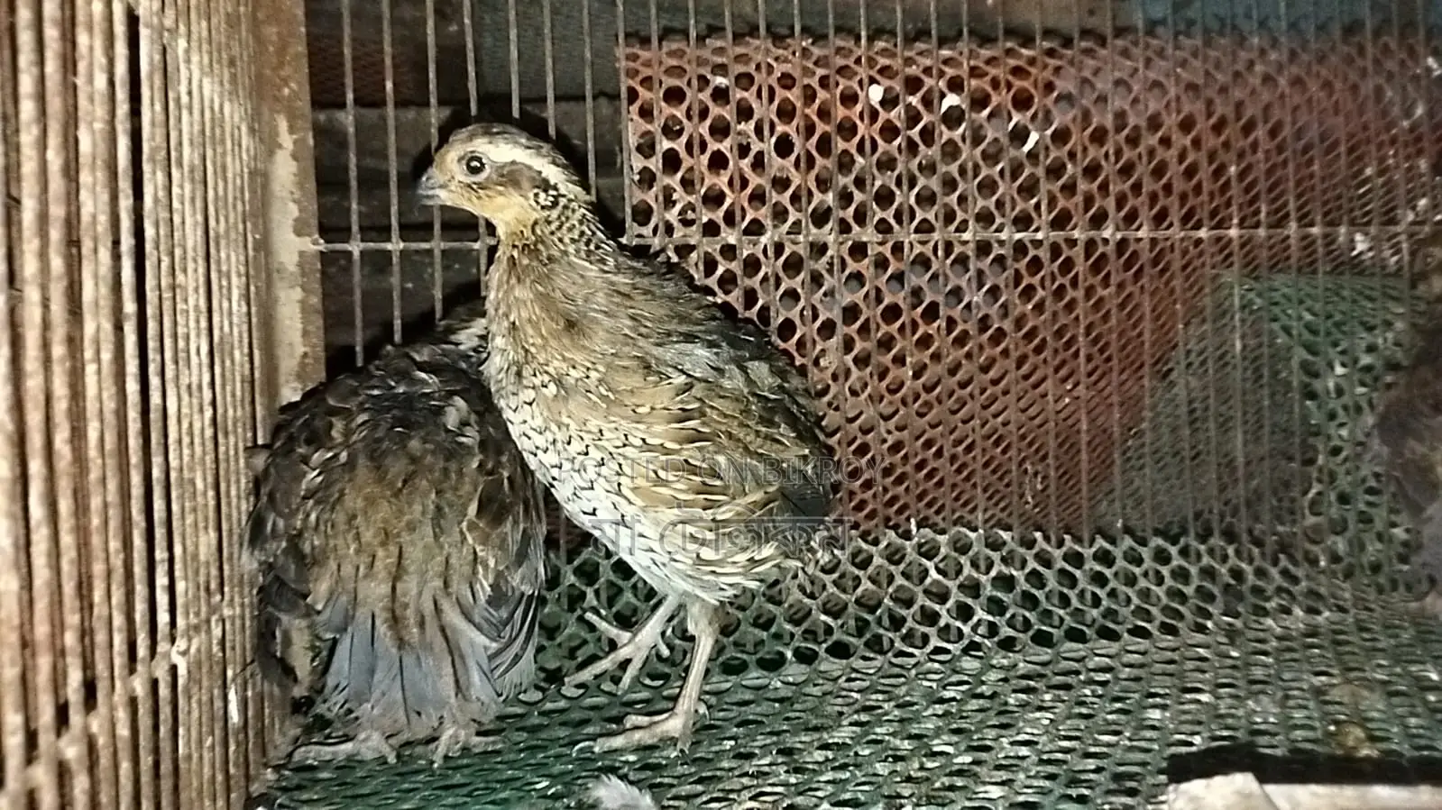Northern Bobwhite Quail (Egg-laying)