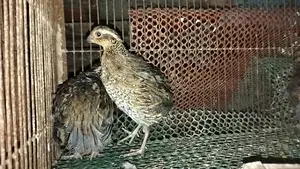 Northern Bobwhite Quail (Egg-laying)