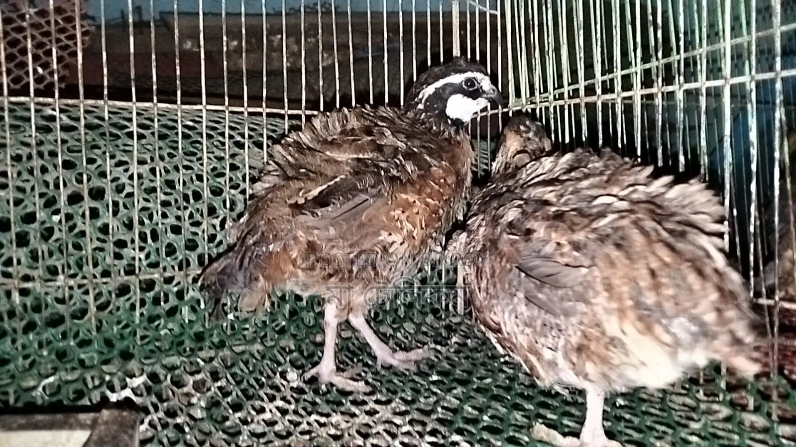Northern Bobwhite Quail (Egg-laying)