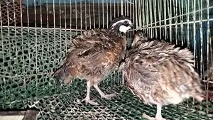 Northern Bobwhite Quail (Egg-laying)