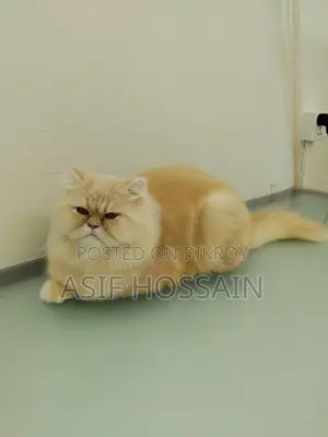 Traditional Persian Adult Male