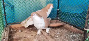 হলুদ সিরাজি নর কবুতর