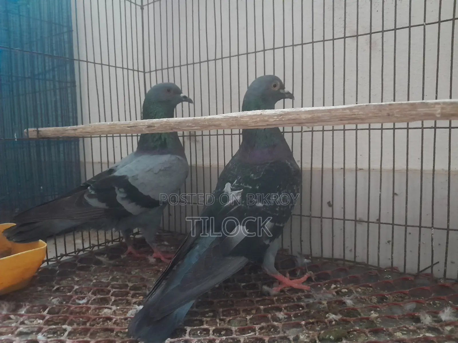 2 Male Pigeons