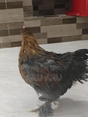 Large Brahma Chickens