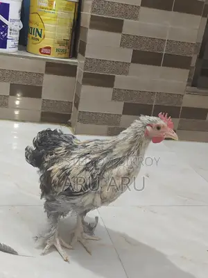 Large Brahma Chickens