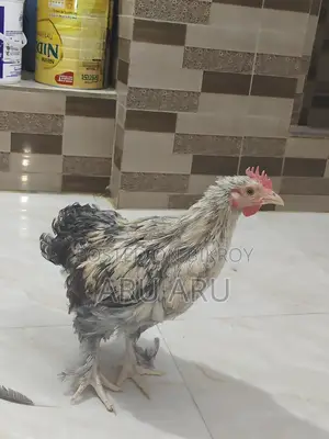 Large Brahma Chickens