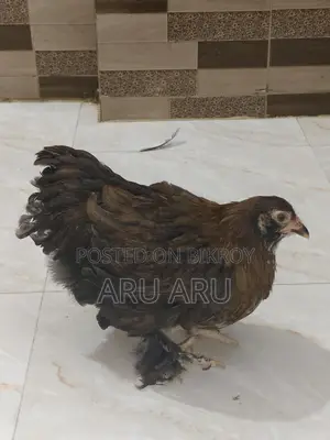 Large Brahma Chickens