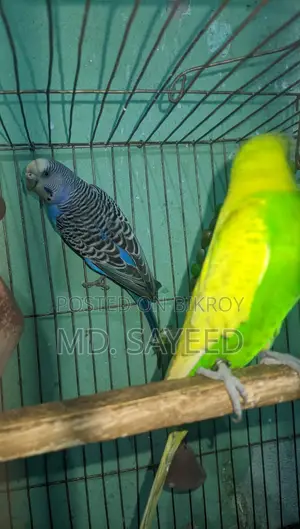Budgerigar
