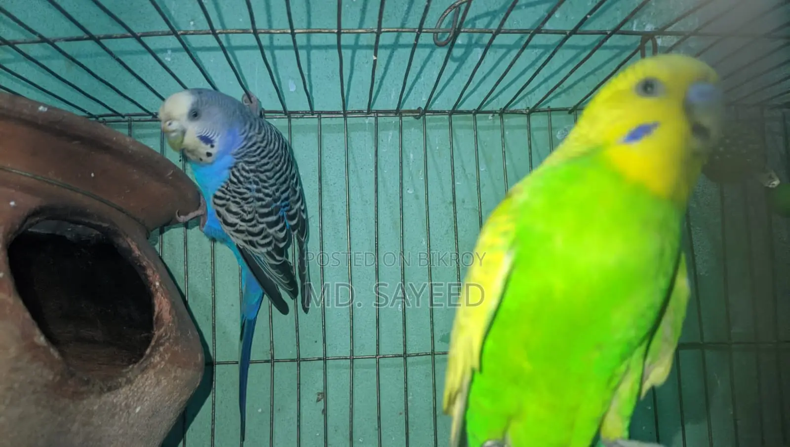 Budgerigar